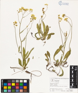 Biscutella laevigata L. subsp. laevigata