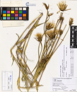 Tragopogon pratens¿s L. subsp. orientalis (L.) Celak.