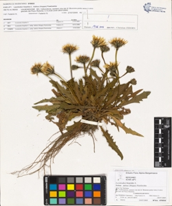 Leontodon hispidus L. subsp. dubius (Hoppe) Pawlowska