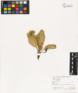 Senecio doronicum L.