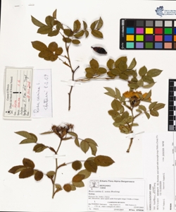 Rosa canina L. sensu Bouleng.