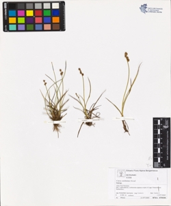 Carex stellulata Good.