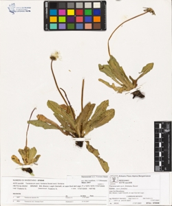 Taraxacum sect. fontana Soest