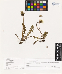 Taraxacum alpestre Dc.