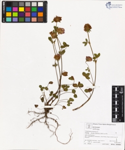Trifolium pratense L. subsp. nivale (s¿eber) Asch. et Gr.
