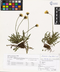 Leontodon hispidus L.