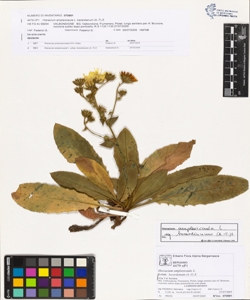 Hieracium amplexicaule L. subsp. berardianum (A.-T) Z.