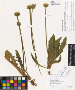 Leontodon hispidus L. subsp. dubius (Hoppe) Pawlowska
