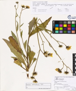 Hieracium x atratum Fries