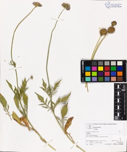 Scabiosa dubia Vel.