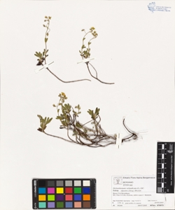 Helianthemum oelandicum (L.) DC. subsp. alpestre (Jacq.) Breistr. (Jacq.)