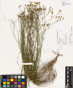 Linum tenuifolium L.