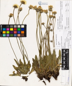 Leontodon tenuiflorus (Gaudin) Rchb.