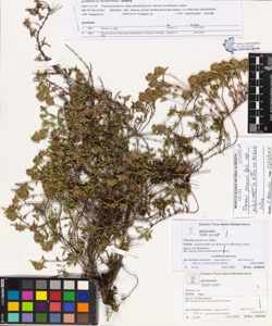 Thymus praecox Opiz subsp. polytrichus (A. Kerner ex Borbas) Jalas