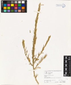 Barbarea bracteosa Guss.
