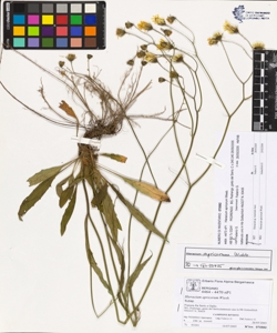 Hieracium apricorum Wiesb.