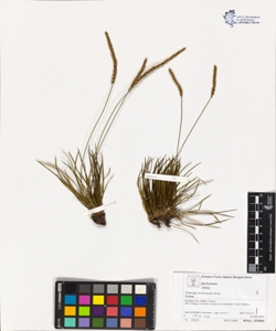 Plantago holosteum Scop.