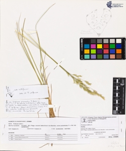 Festuca rubra L.