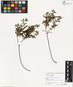 Chamaecytisus purpureus (Scop.) Link