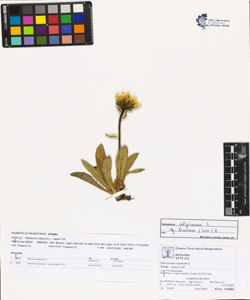 Hieracium alpinum L. subsp. halleri Vill.