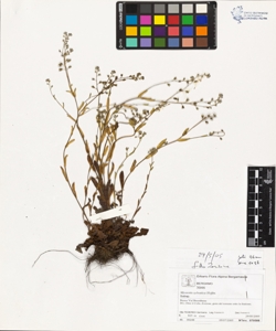 Myosotis sylvatica Hoffm.