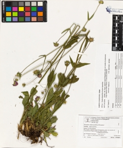 Knautia dipsacifolia Kreutzer subsp. dipsacifolia