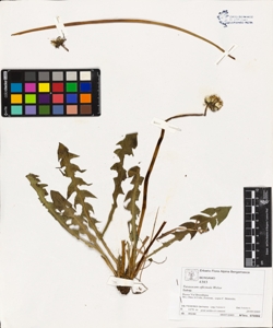 Taraxacum officinale (Aggr.)