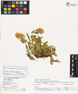 Anthyllis vulneraria L. subsp. baldens¿s (Kerner) Becker