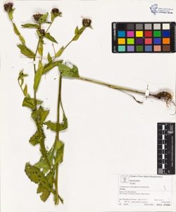 Centaurea transalpina Schelicher