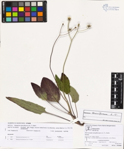Hieracium tenuiflorum (A.-T.) Zahn