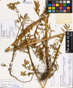 Valeriana nemorens¿s Turk