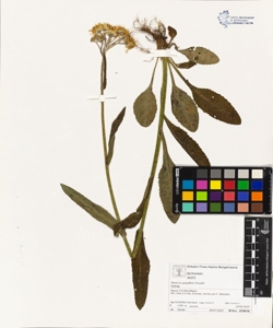 Senecio gaudinii Gremli