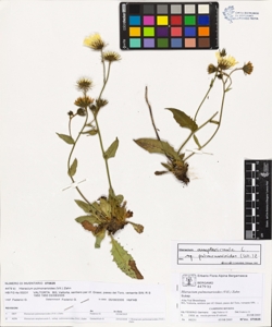 Hieracium pulmonarioides (Vill.) Zahn