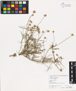 Plantago indica L.