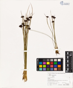 Juncus jacquinii L.