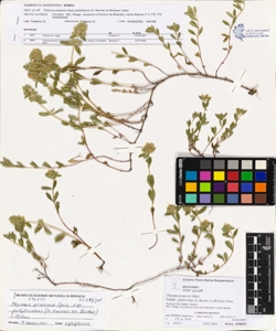 Thymus praecox Opiz subsp. polytrichus (A. Kerner ex Borbas) Jalas