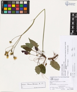 Hieracium tenuiflorum (A.-T.) Zahn