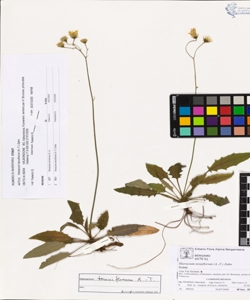 Hieracium tenuiflorum (A.-T.) Zahn