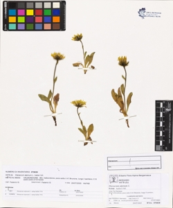 Hieracium alpinum L. subsp. halleri Vill.