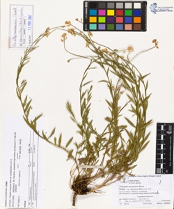 Polygala nicaeens¿s Risso var speciosa (Kern.) A. e G.