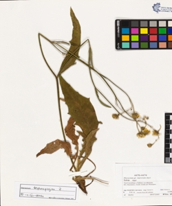Hieracium tephropogon Zahn