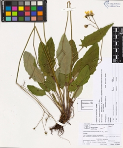 Hieracium tenuiflorum (A.-T.) Zahn