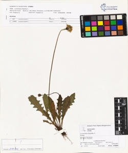 Leontodon hispidus L.