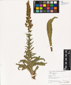 Campanula spicata L.