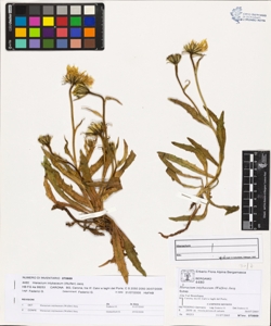 Hieracium intybaceum (Wulfen) Jacq.