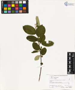 Cotoneaster nebrodens¿s (Guss.) C.Koch