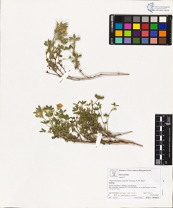 Argyrolobium zanonii (Turra) P. W. Ball