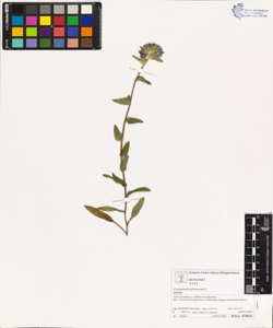 Campanula glomerata L.