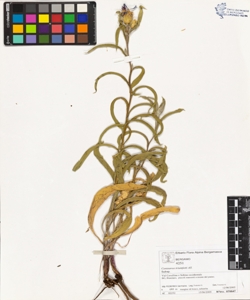Centaurea triumfetti All.