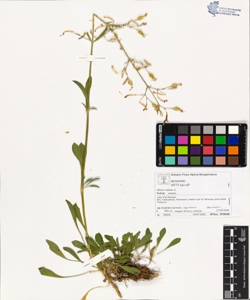 s¿lene nutans L. subsp. nutans